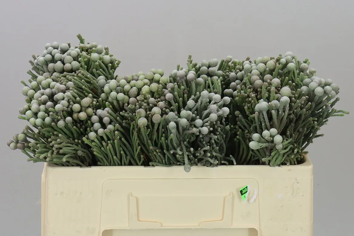 Kaaps Brunia Silver • 50 cm