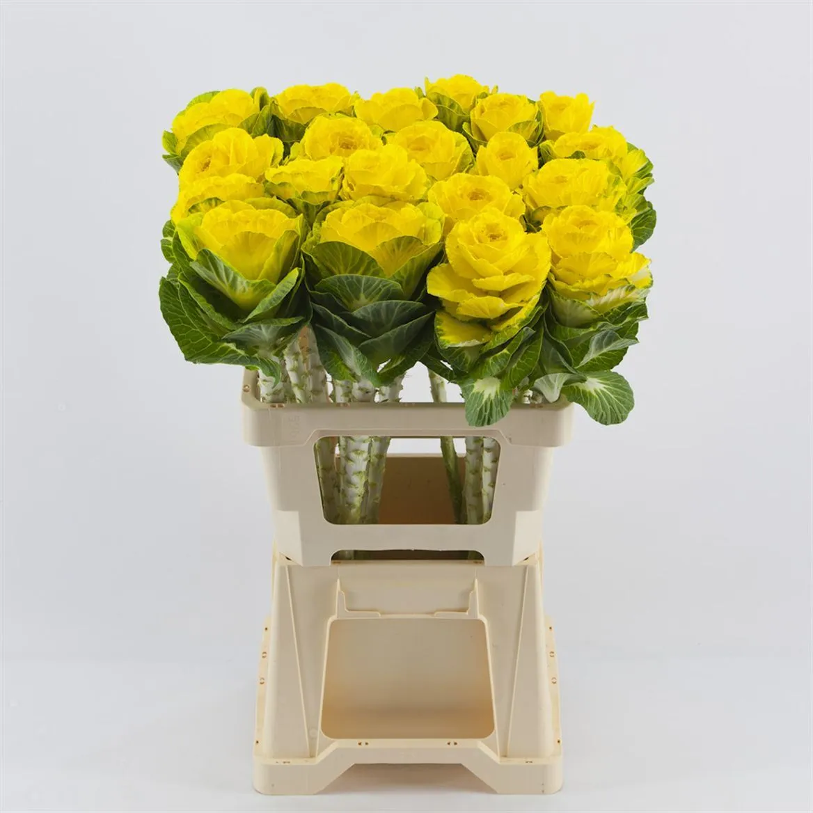 Brassica Painted Yellow • 60 cm