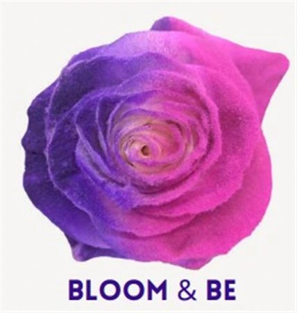 Ruža farbená Bloom & Be, Ekvádor • 50 cm