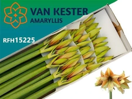 Amarylis Mocca • 70 cm