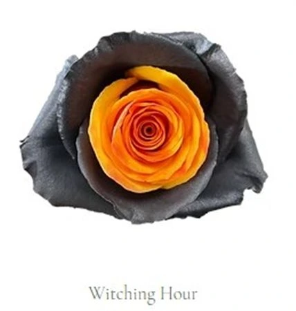 Ruža farbená Witching Hour, Ekvádor • 50 cm