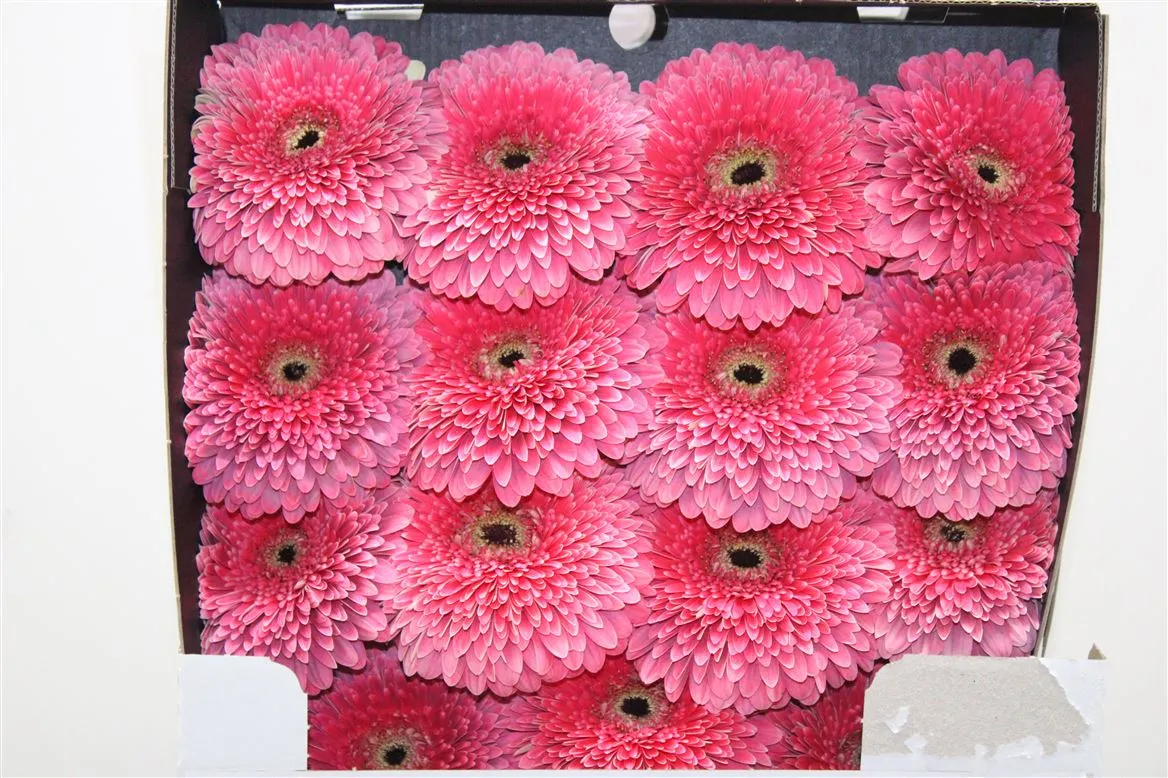 Gerbera Diamond Pomp Big Sija • 55 cm