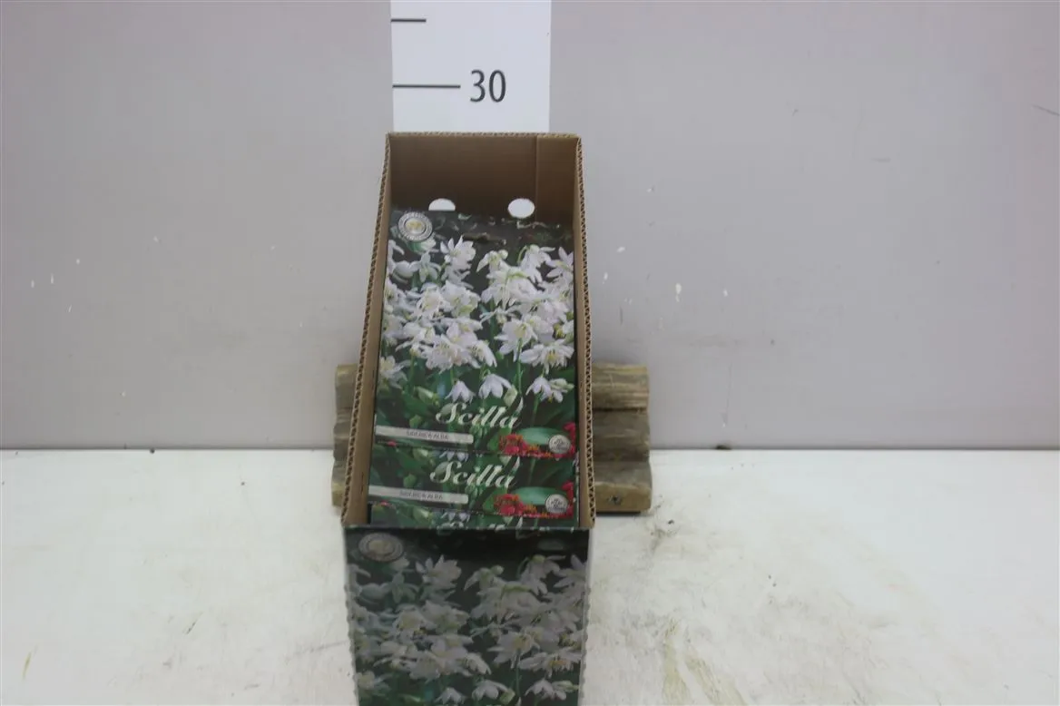 Bol Scilla Siberica Alba X15