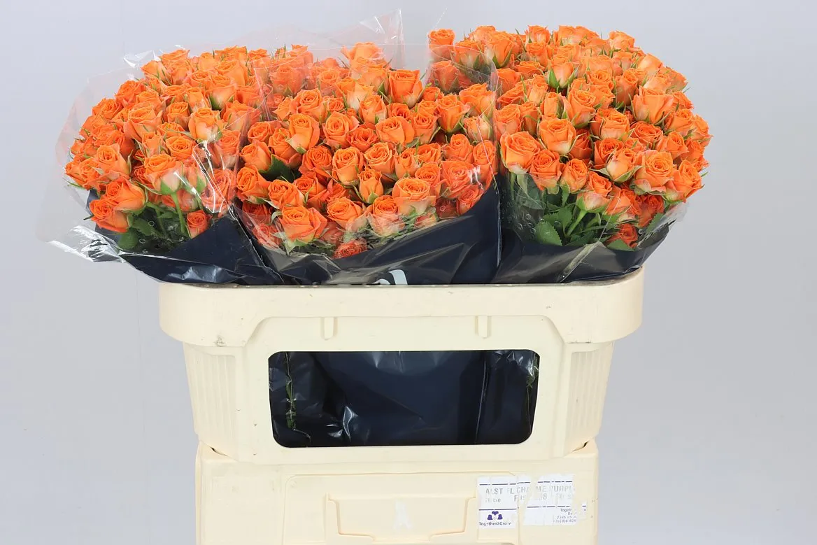 Rosa Tr Picanto • 70 cm