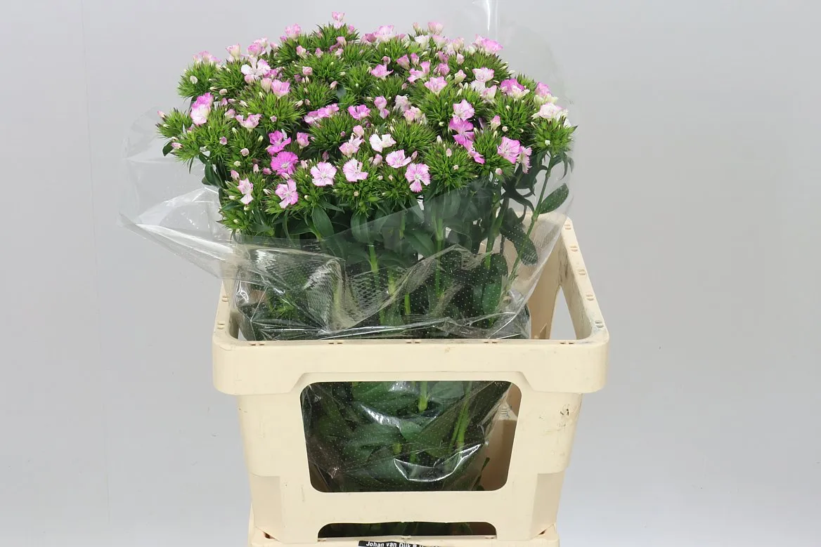Di Barb Amazon Rose • 60 cm