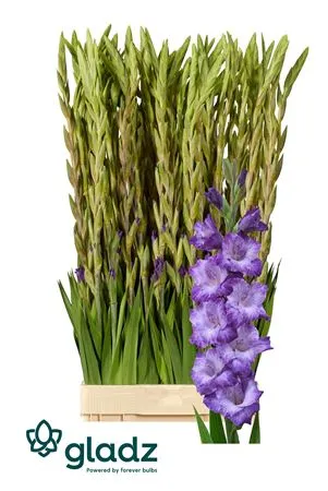 Glad Gr Mauve Muse • 120 cm