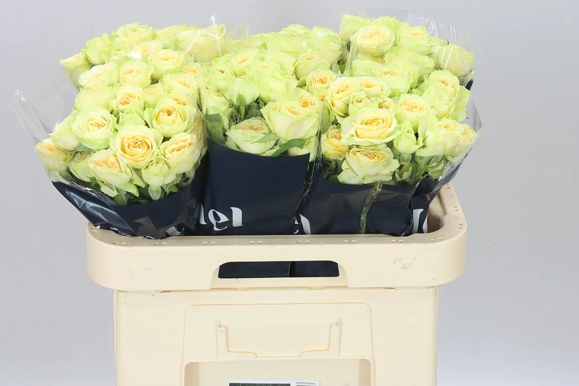 Rosa Tr Bandolero X5 • 60 cm