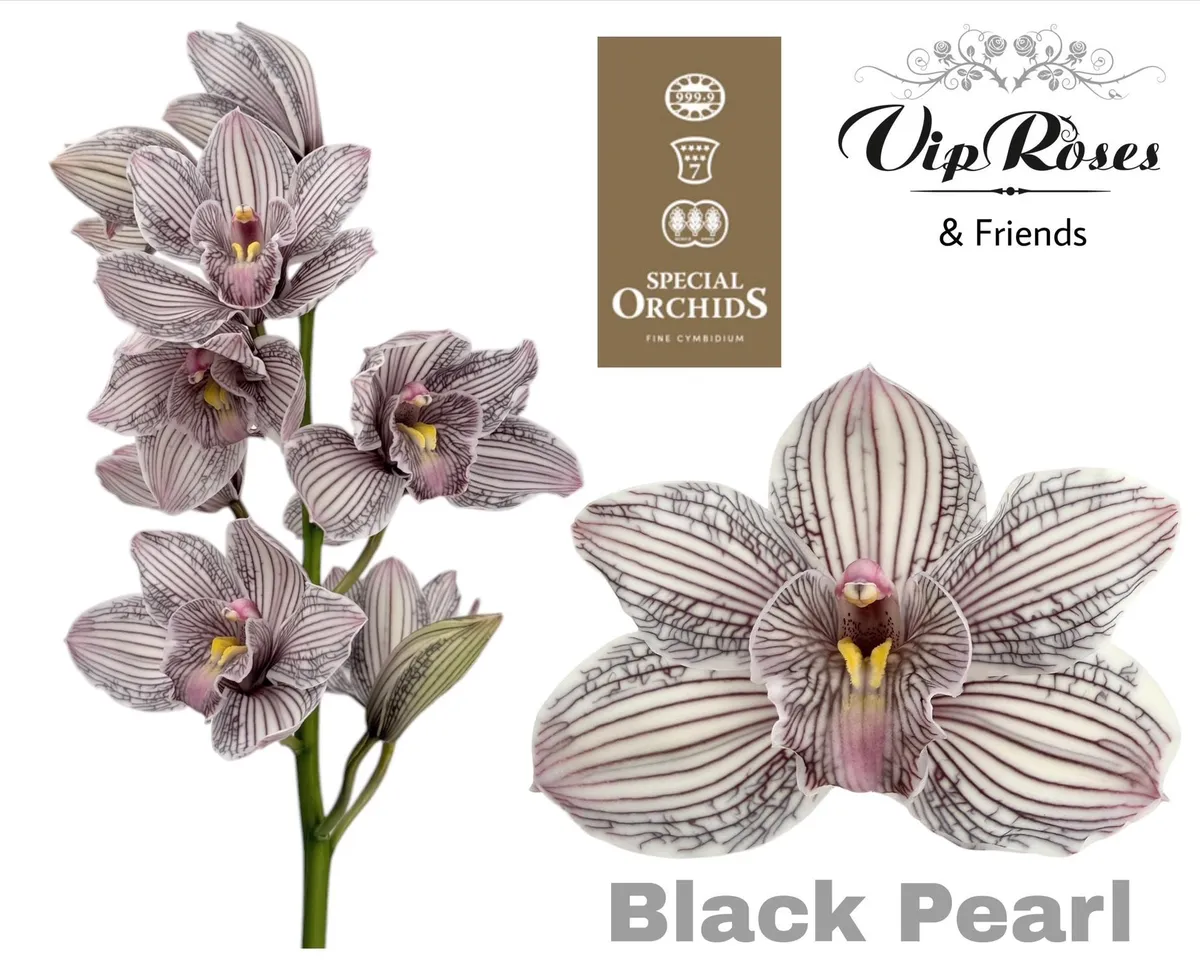 Cymb Dyed Black Pearl • 80 cm