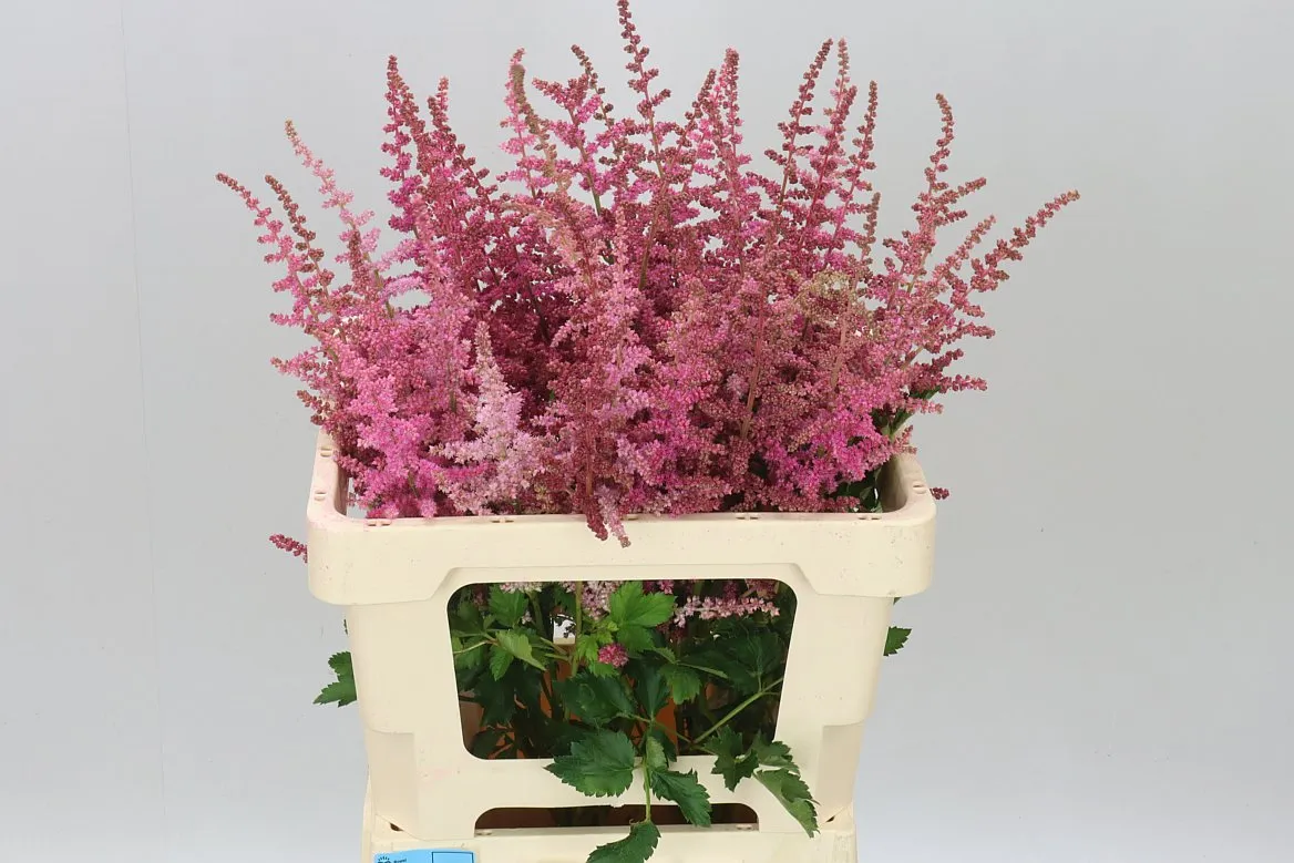 Astilbe Loud & Proud • 60 cm