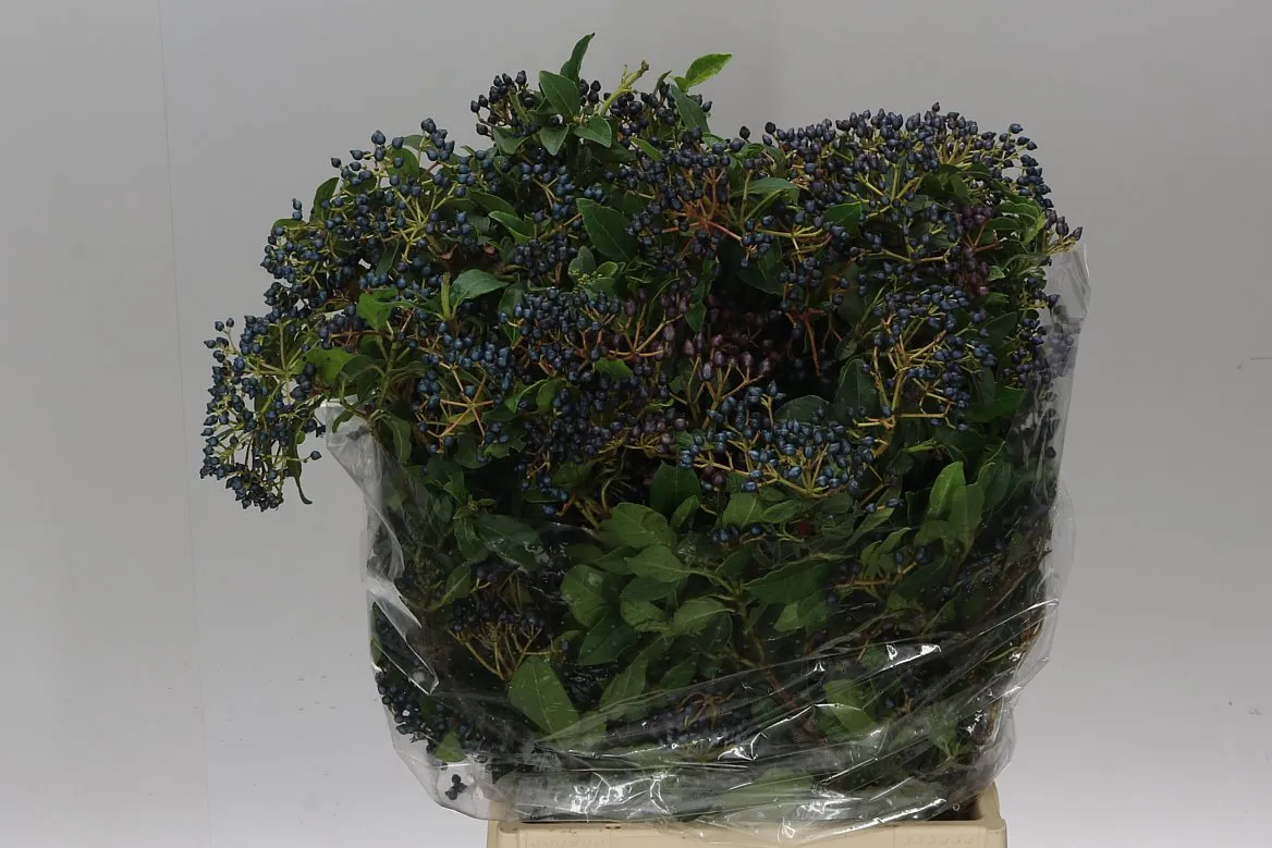 Viburnum Berries • 55 cm