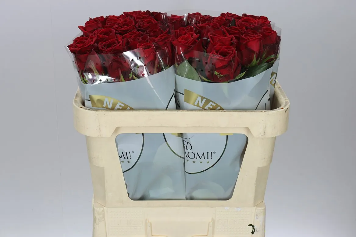 Ruža Red Naomi Ende New • 70 cm