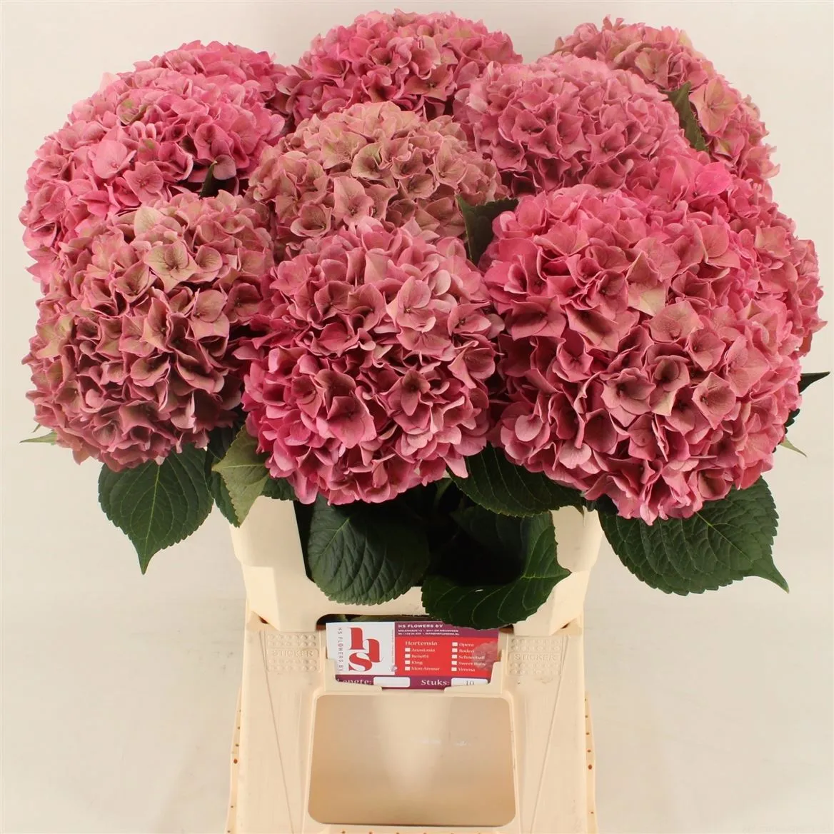 Hyd Rodeo Cerise Classic • 60 cm