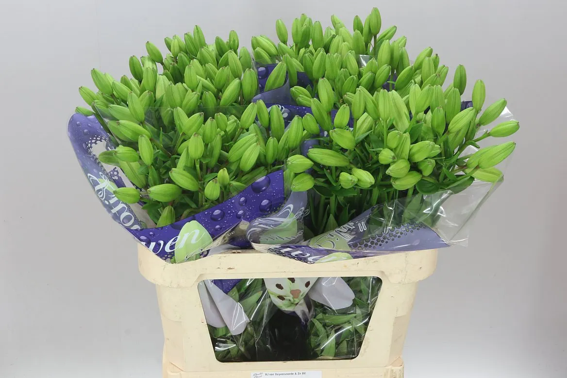 Lil La Litouwen 3+ • 80 cm