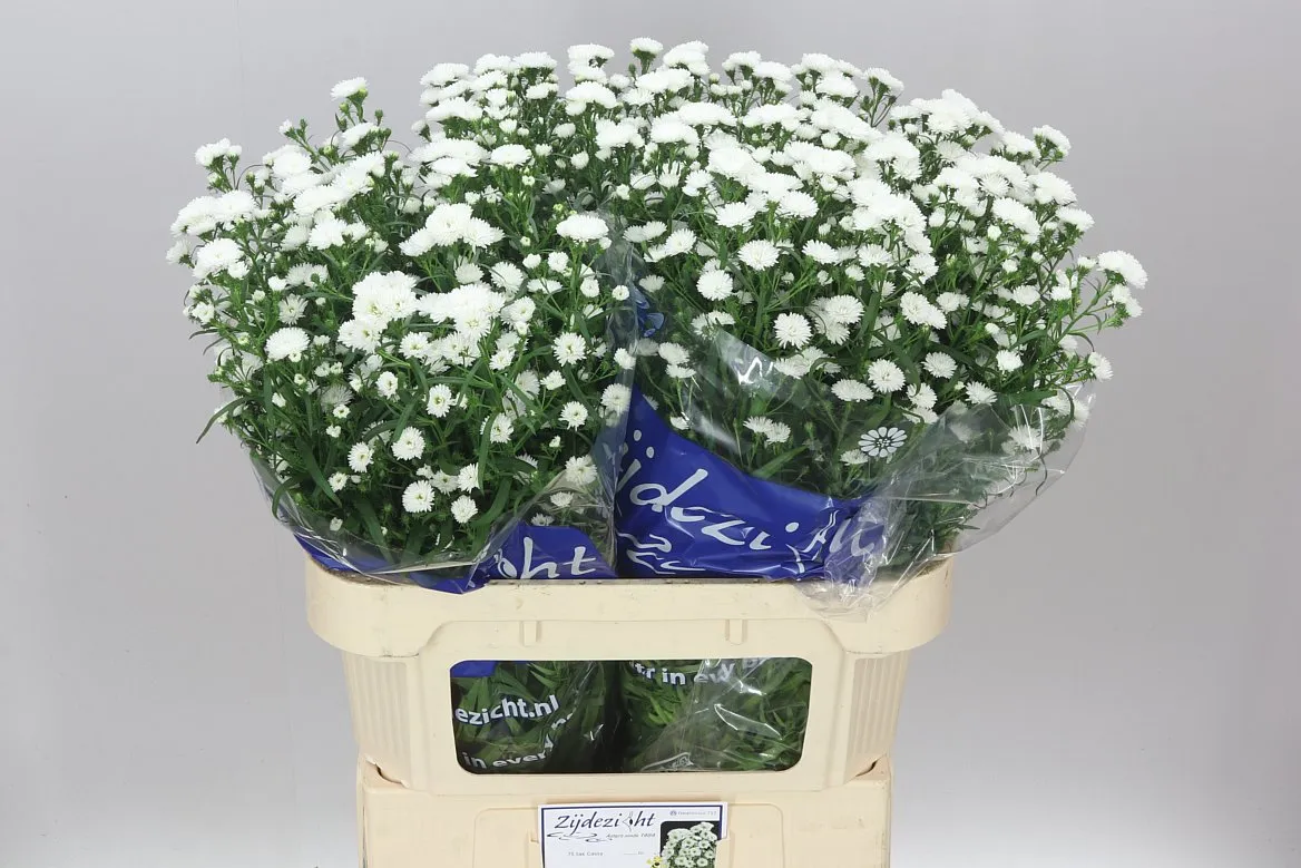 Aster Cassy • 80 cm