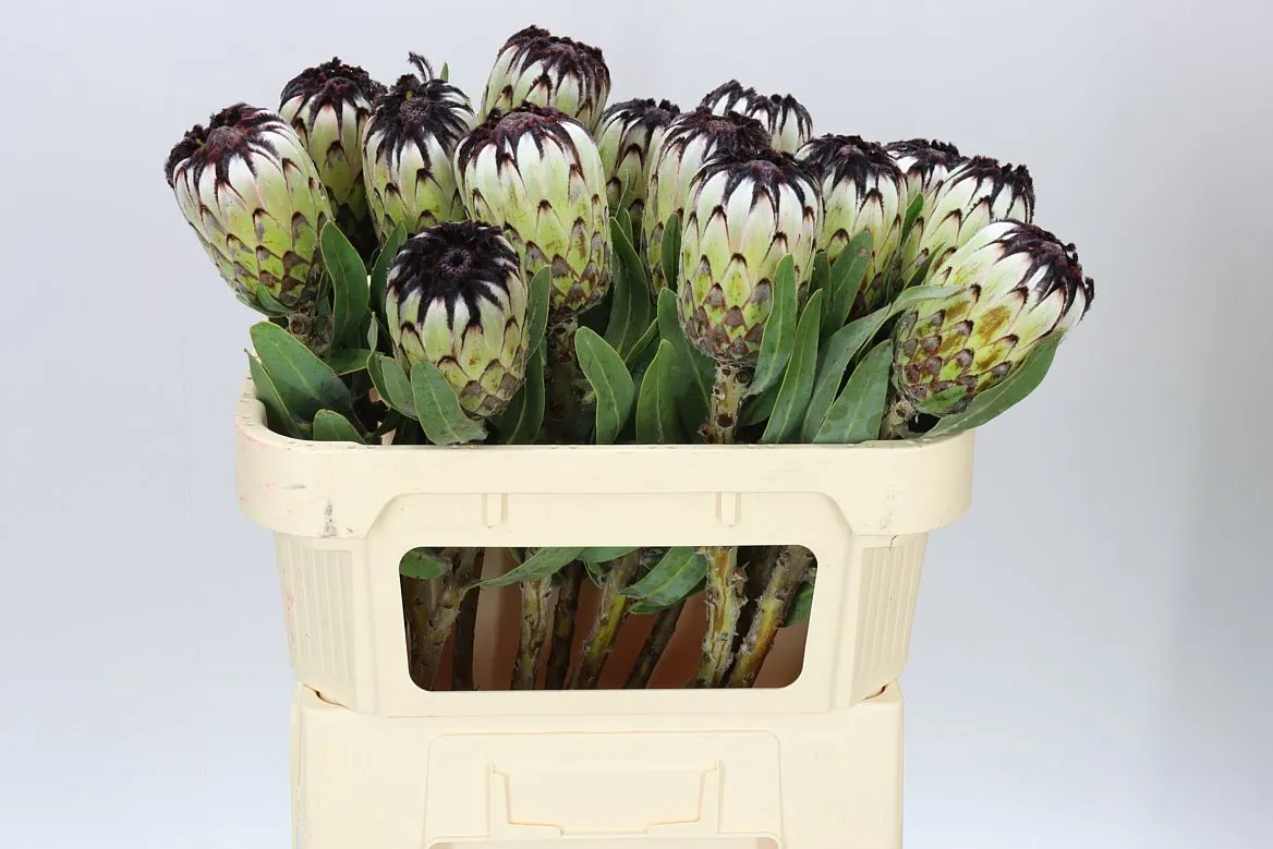 Protea Niobe • 70 cm
