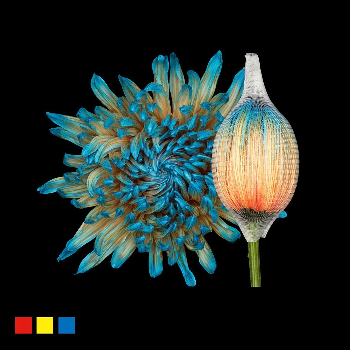 Chryzantéma veľkokvetá Stravina Blue Bay • 70 cm
