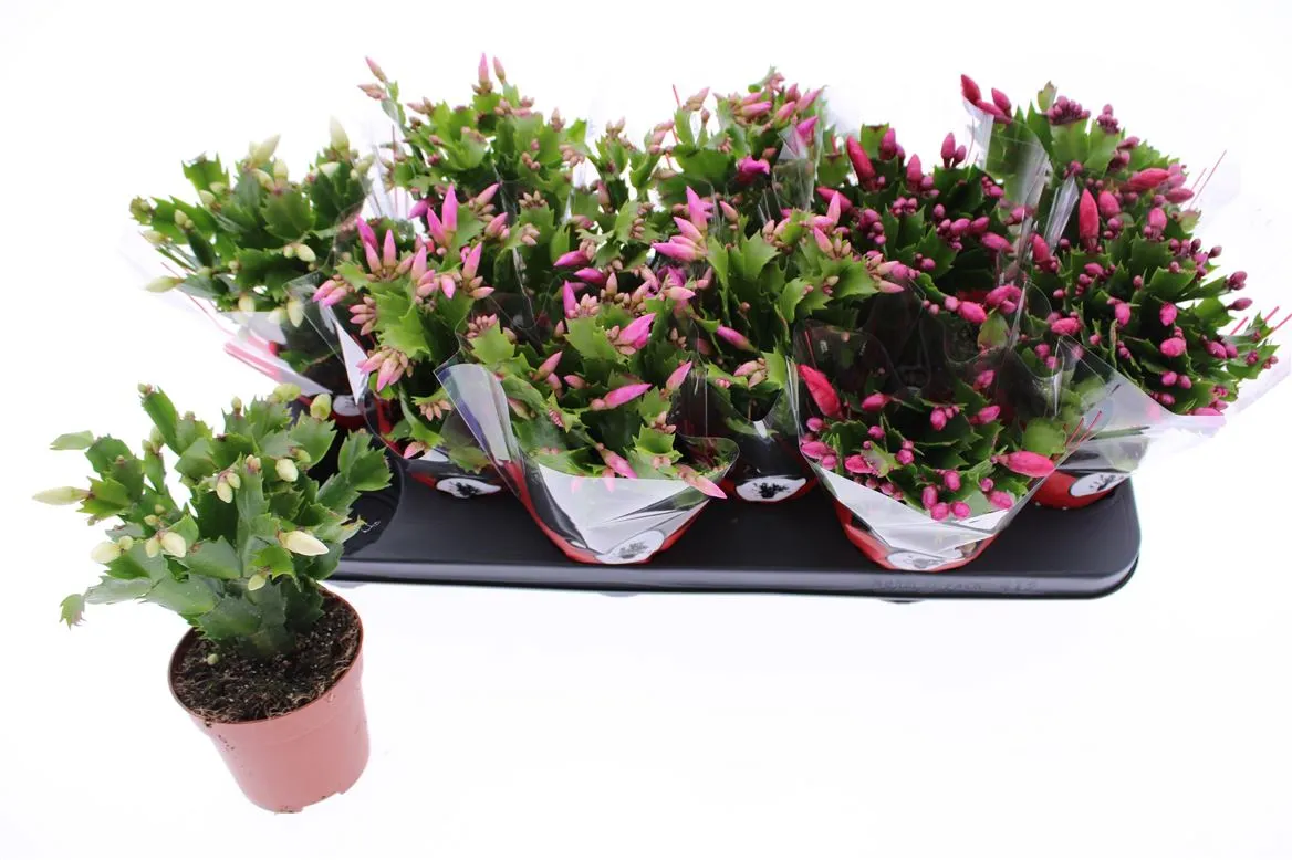 Schlumbergera mix • črepník 10,5 cm
