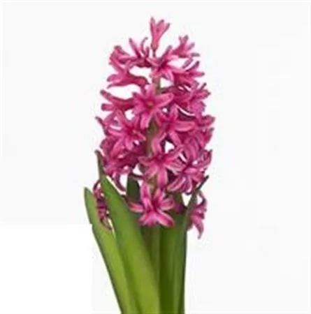 Hyacinthus Johanna • 30 cm