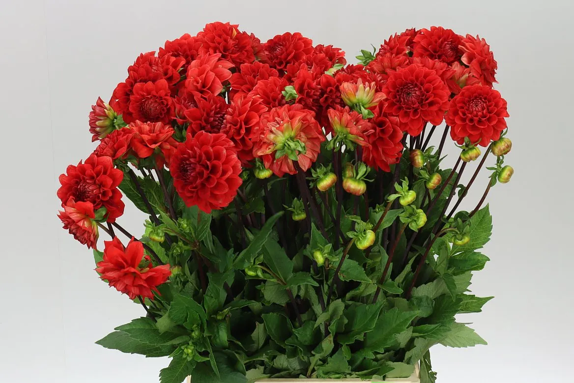Georgína Red Cap A2 • 60 cm