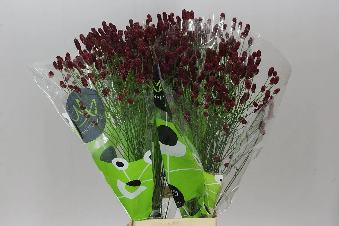 Sanguisorba Of Red Dream • 80 cm
