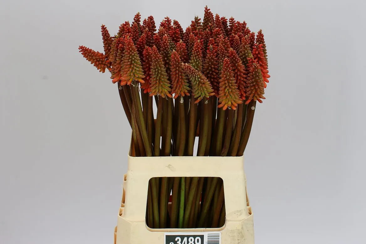 Kniphofia Alcazar • 65 cm