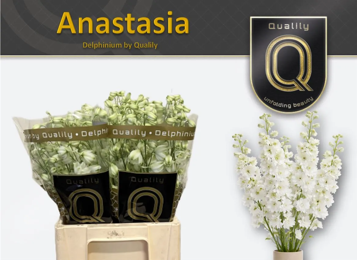 Stračonôžka Elatum Dewi Anastasia • 60 cm
