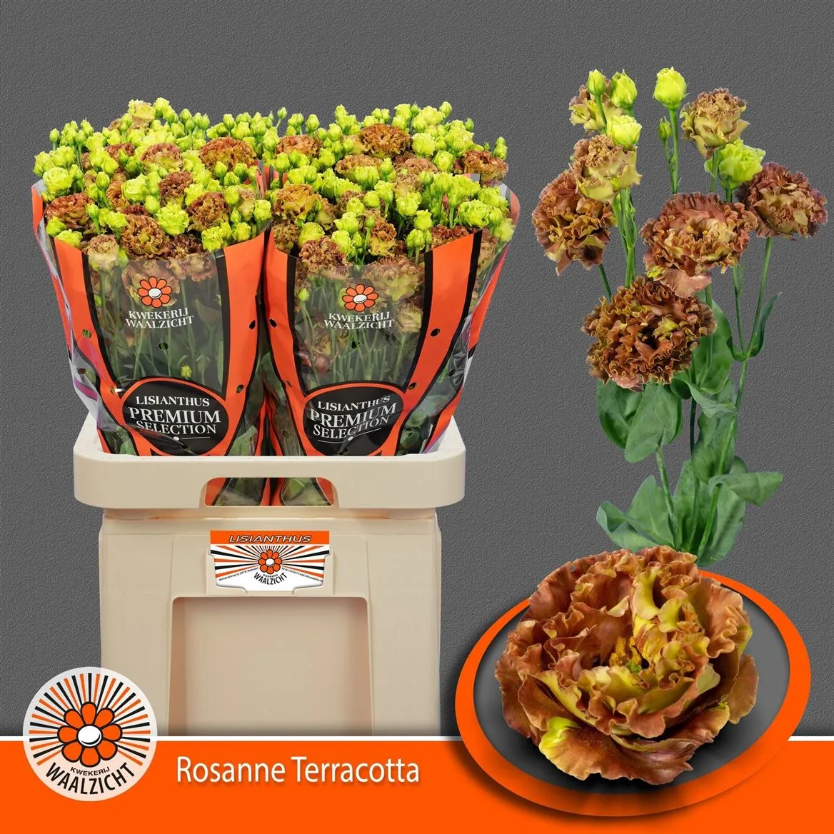 Eustóma plnokvetá Rosanne Terracotta • 70 cm