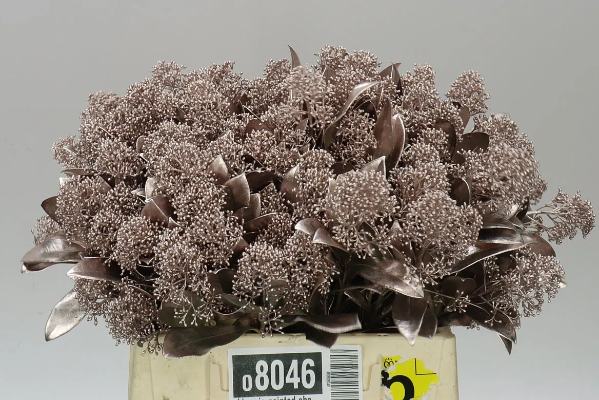 Skimmia farbená Champagne • 45 cm