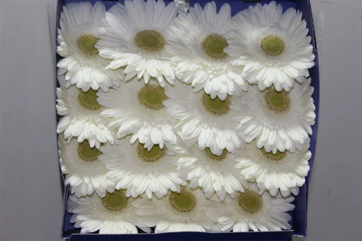 Gerbera Diamond Icy • 55 cm
