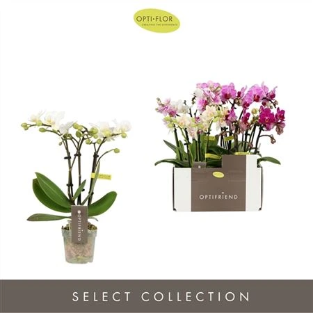 Orchidea Phalaenopsis Miniflora mix, 3 výhony • črepník 7 cm