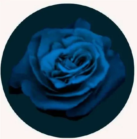 Rosa Gr Ec Tinted Phantom Blue • 50 cm