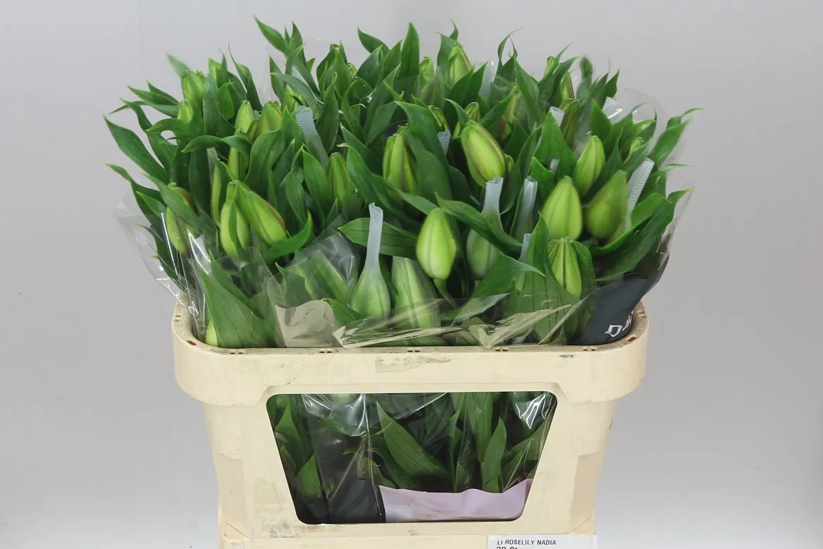 Ľalia orientálna Roselily Nadia (double) • 75 cm