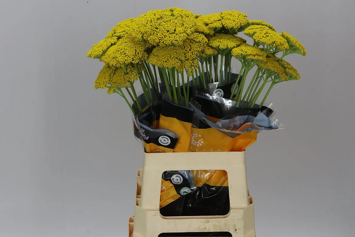 Achillea Parkers Variety • 60 cm