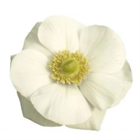 Anemonen Mistral White • 40 cm