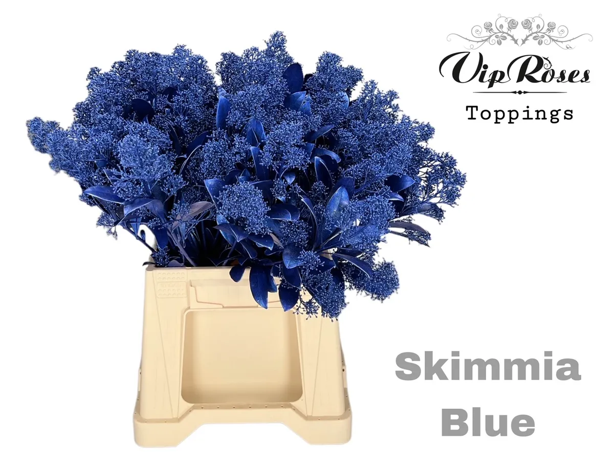 Skimmia Metallic Blue • 45 cm