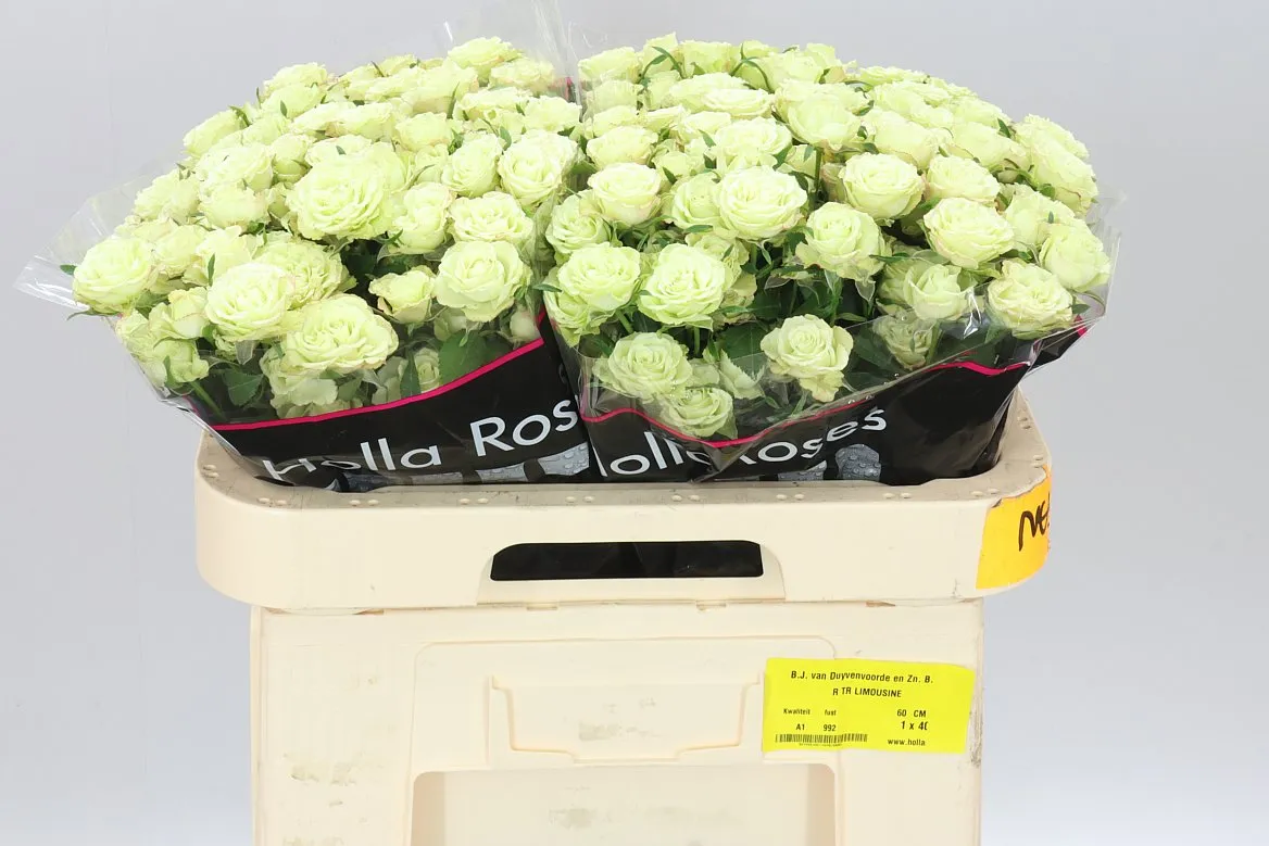 Rosa Tr Limousine • 60 cm
