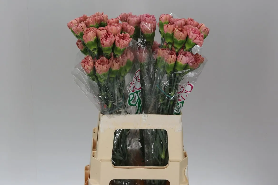 Karafiát Lege Pink • 65 cm