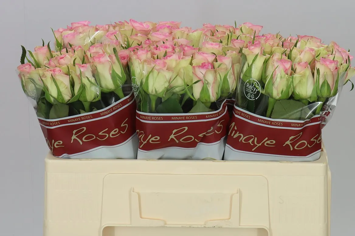 Rosa Gr Lovely Jewel • 50 cm
