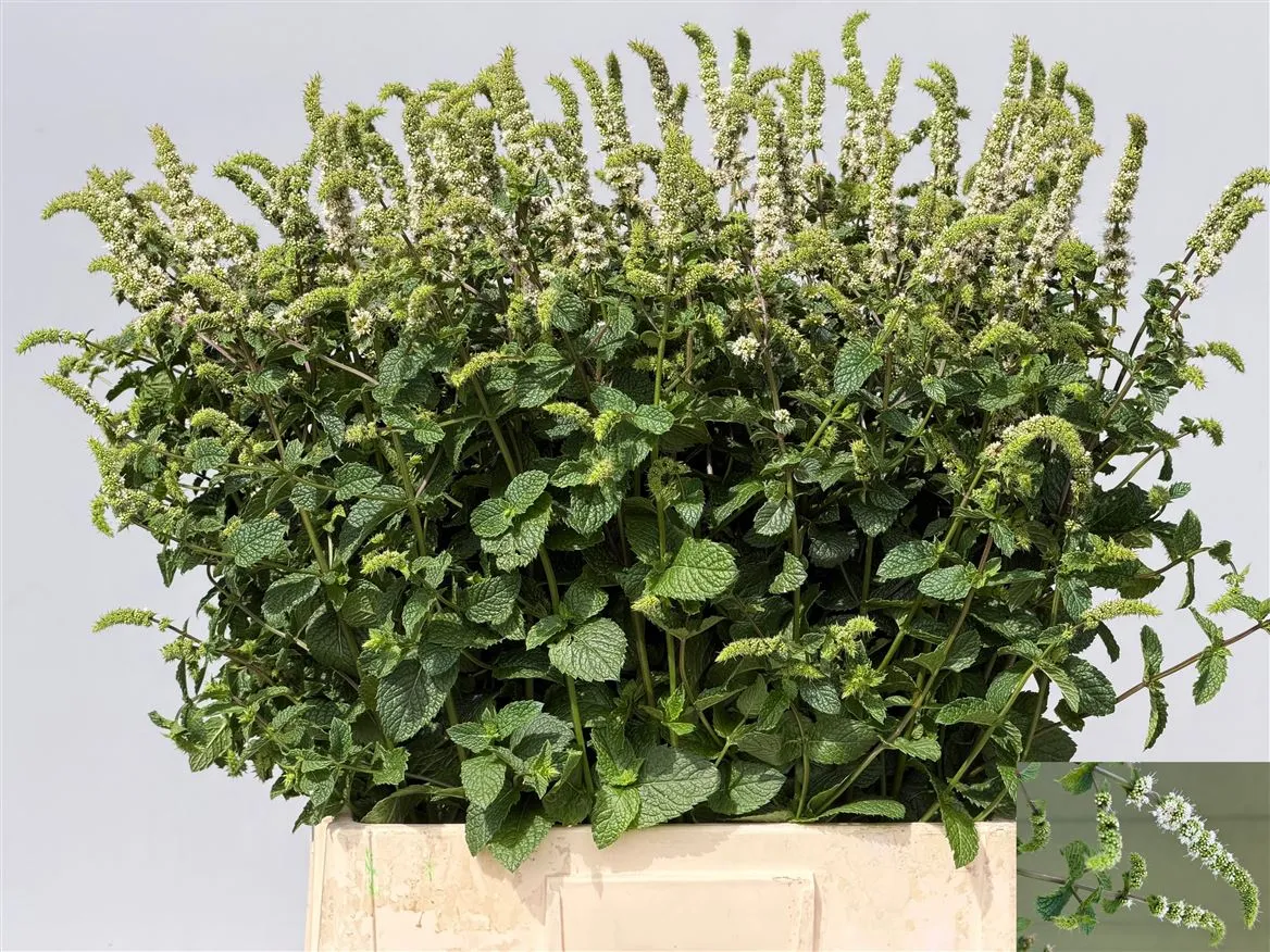 Mentha White Juliet • 70 cm