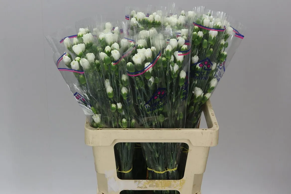 Di Tr White • 65 cm