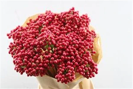 Berrie Enkel Red X25, sušené • 50 cm