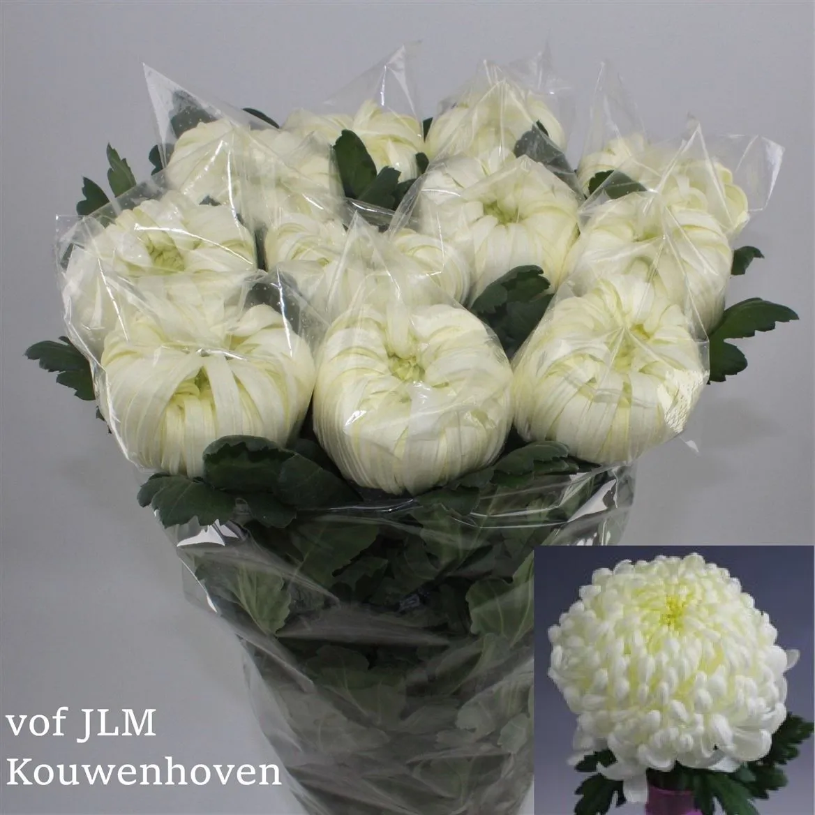 Chr G Vienna White Exx • 80 cm