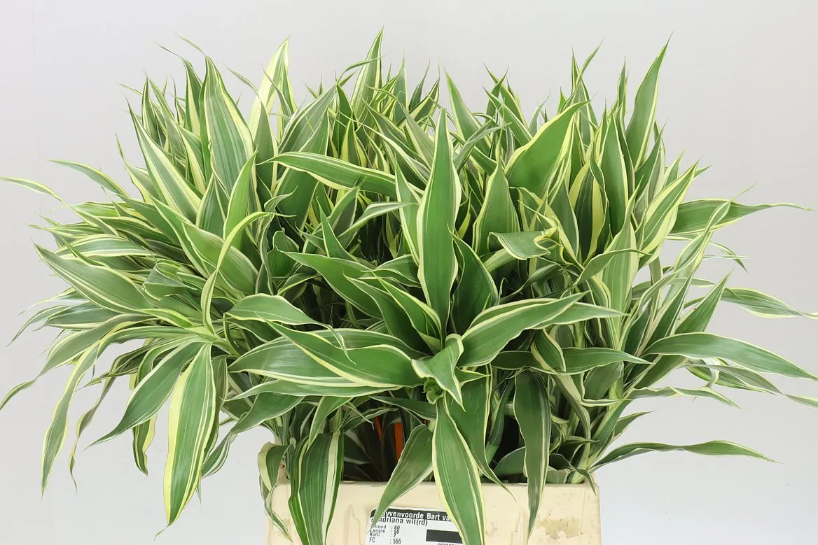 Dracéna San White Green 50cm • 50 cm