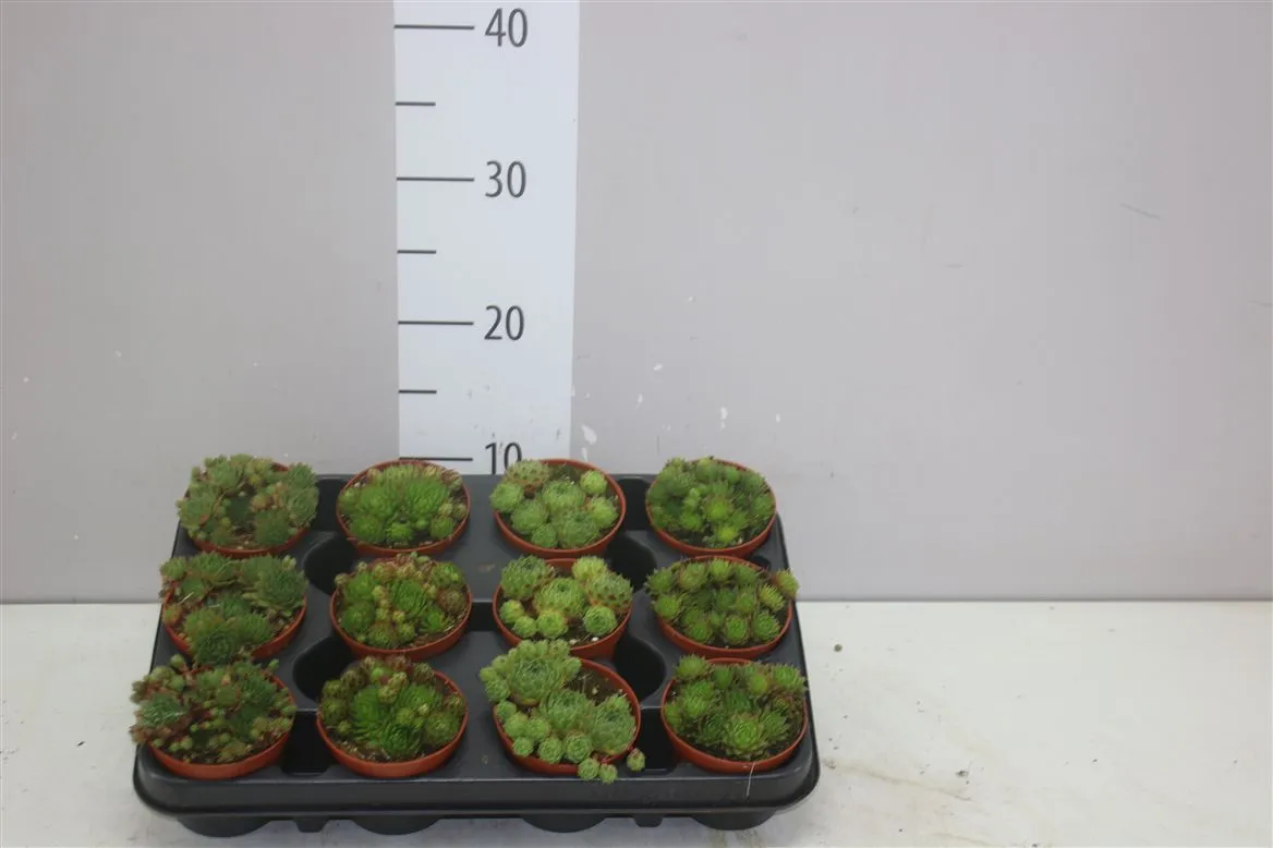 Sempervivum mix • črepník 8,5 cm