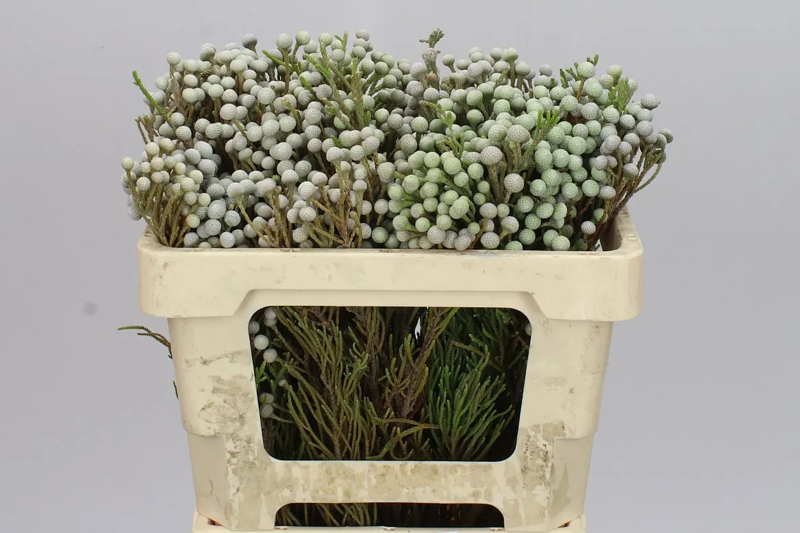 Kaaps Brunia Spray • 50 cm