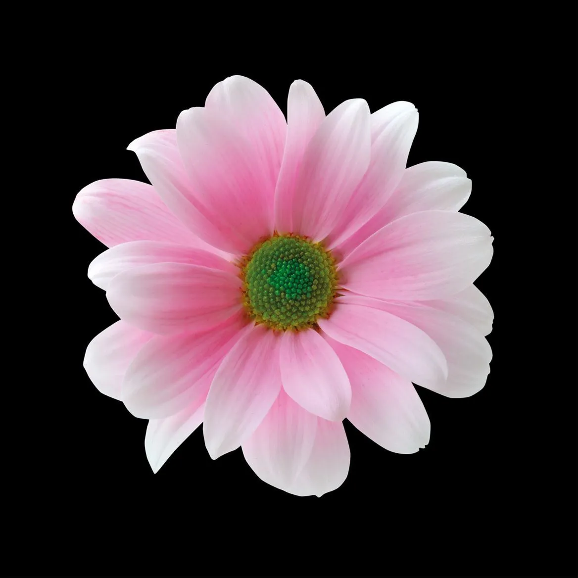 Chryzantéma trsová Kennedy Pastel Pink • 70 cm