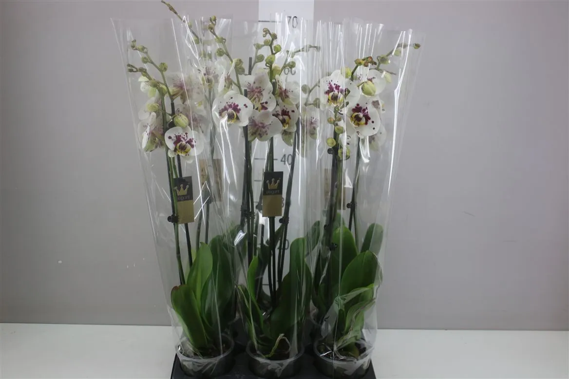 Phal Shapion 2 Tak • črepník 12 cm