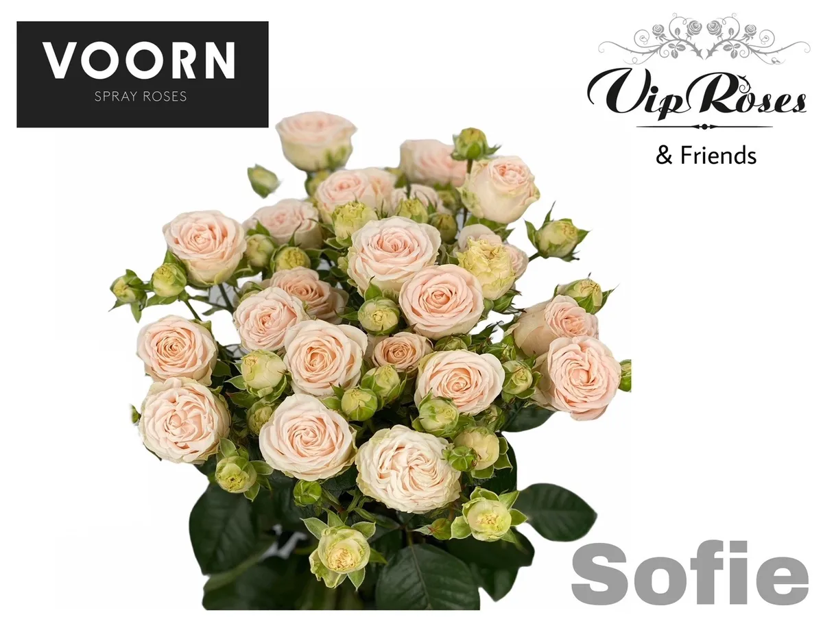 R Tr Sofie • 60 cm