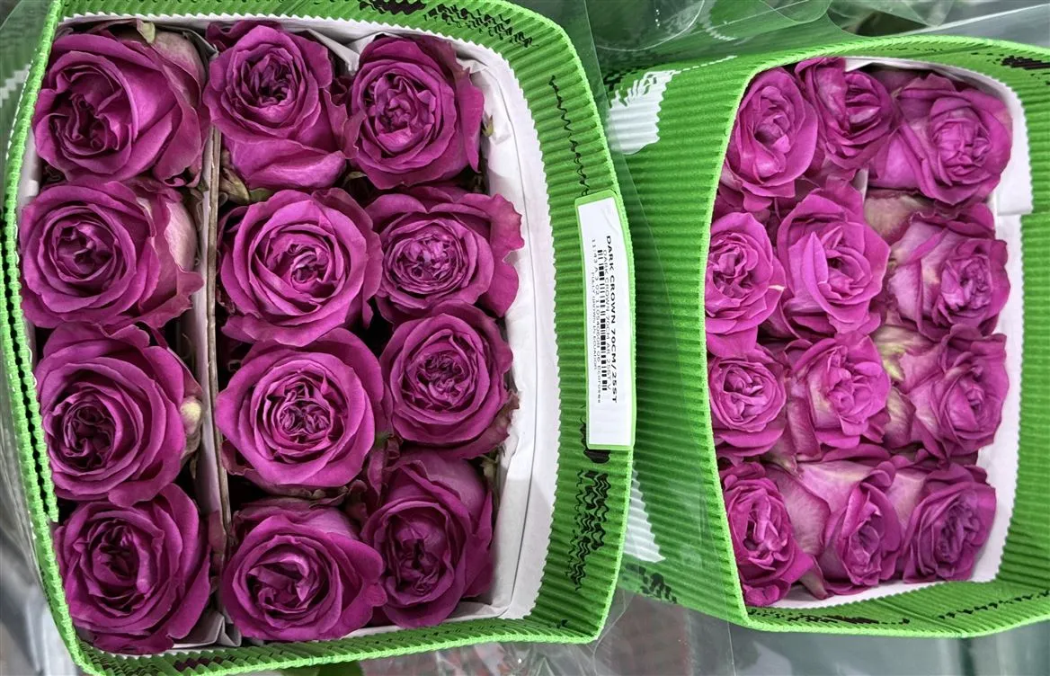 Rosa Gr Ec Dark Crown • 60 cm