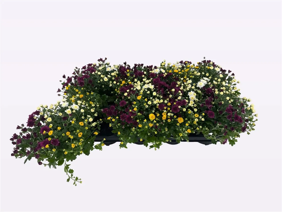 Chrysanth In Gardenmumsaic Carnaval Mix In Pot • črepník 12 cm
